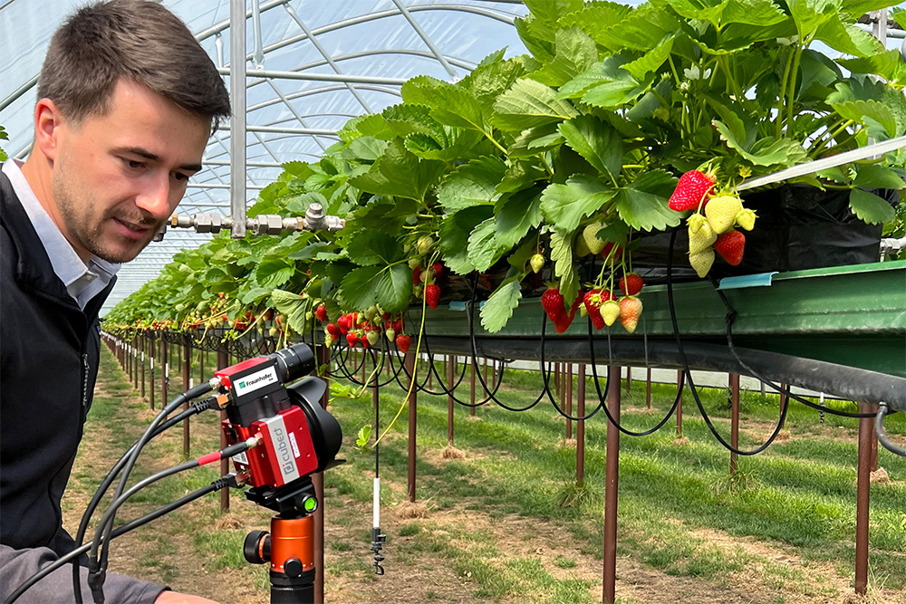 With the help of artificial intelligence, multi- and hyperspectral cameras detect the first symptoms of diseases or pests on strawberry plants - a smart farming solution from the Fraunhofer Institutes IGD and IGP. 