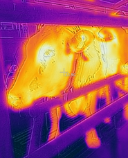 thermo image cow